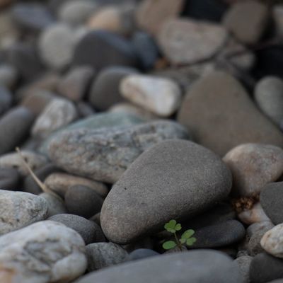 A calm space with elements like a small plant and smooth stones.
